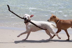 Hunde am Strand