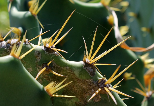 Kaktus- Symbol für Resilienz