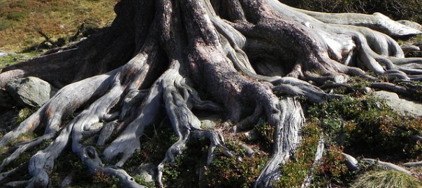 Baum mit starken Wurzeln