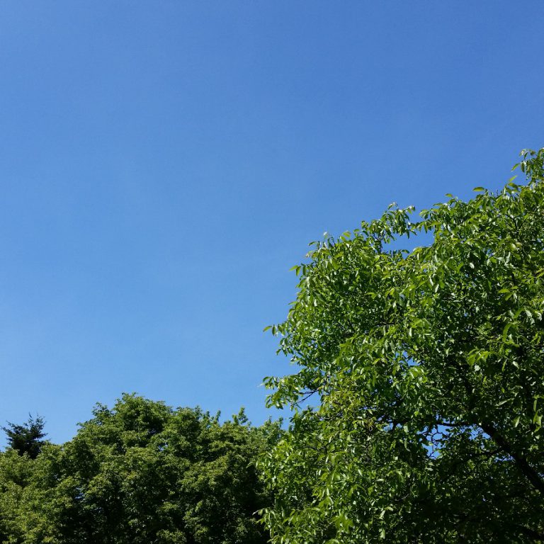 HImmel und Bäume