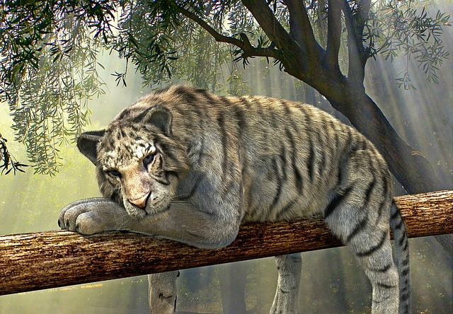 Ein satter Tiger mit gefülltem Bauch